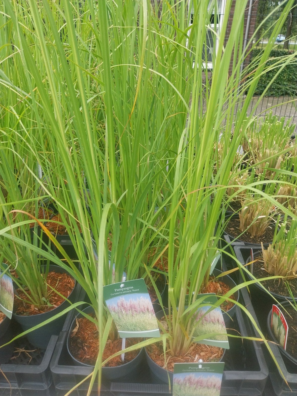 Cortaderia Rosea - Pampasgras met roze pluimen, Ophalen, Volle zon, Vaste plant, Siergrassen