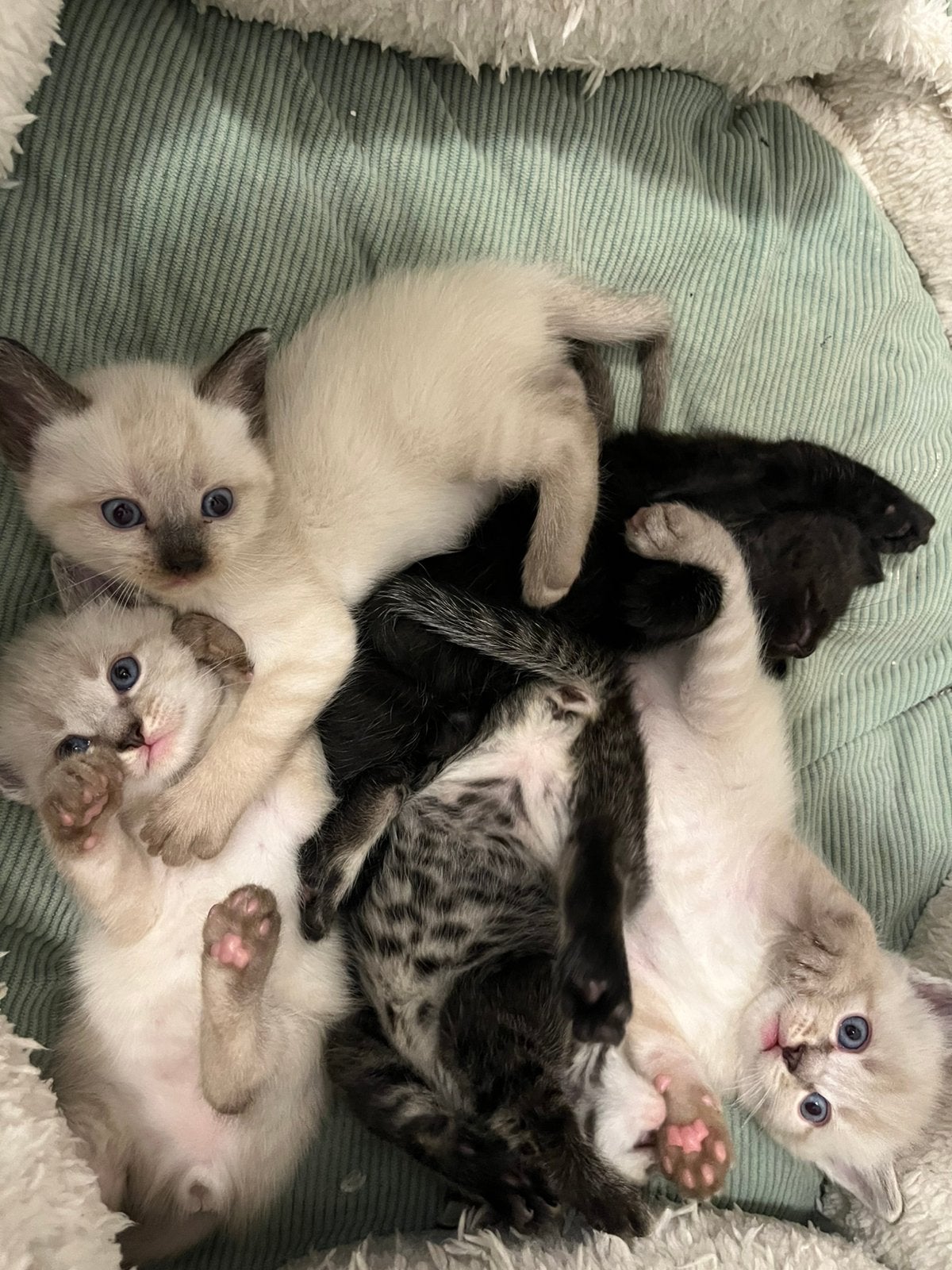 Mijn lieve Siamese kittens 💙zoeken een warm huisje, Meerdere dieren