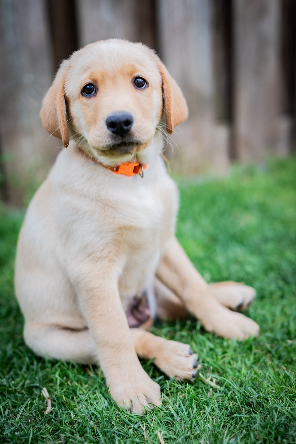 labrador x australian shepherd, Dieren en Toebehoren, Parvo, 8 tot 15 weken, Meerdere, Meerdere dieren