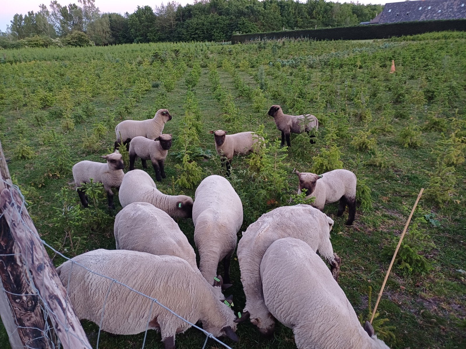Shropshire lammeren 2x ooi, Dieren en Toebehoren, Meerdere dieren, Schaap