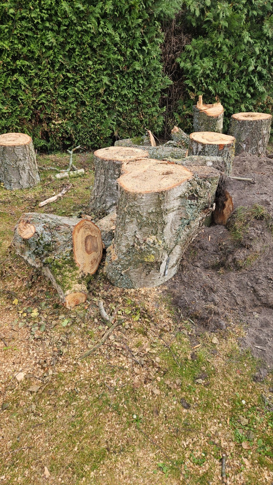 haardhout, brandhout: Berkenhout blokken en stammen, 3 tot 6 m³, Ophalen, Berkenhout, Blokken