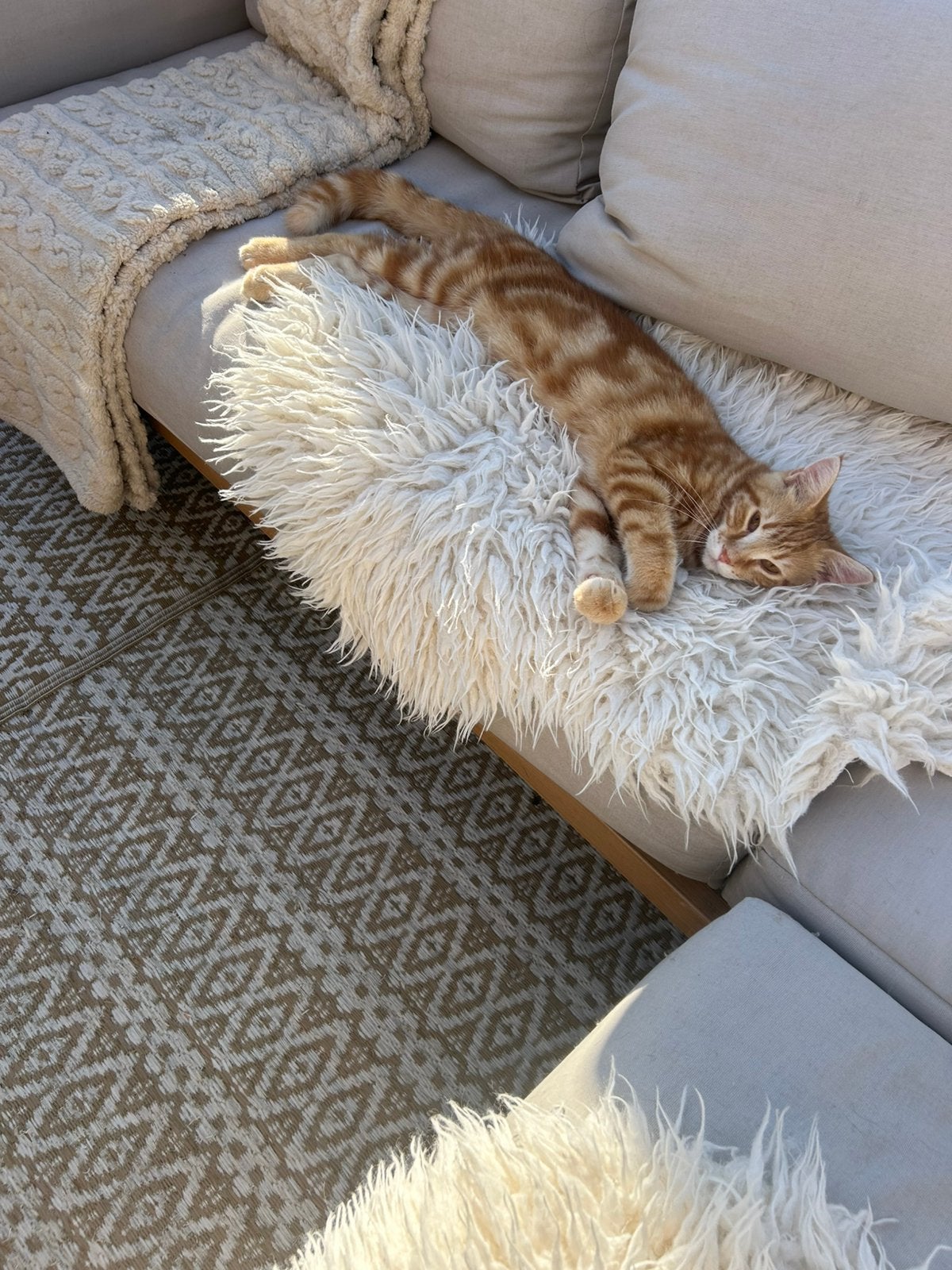 Mooi nestje x Mainecoon kittens ing,ontw,gechipt, Meerdere dieren, 0 tot 2 jaar