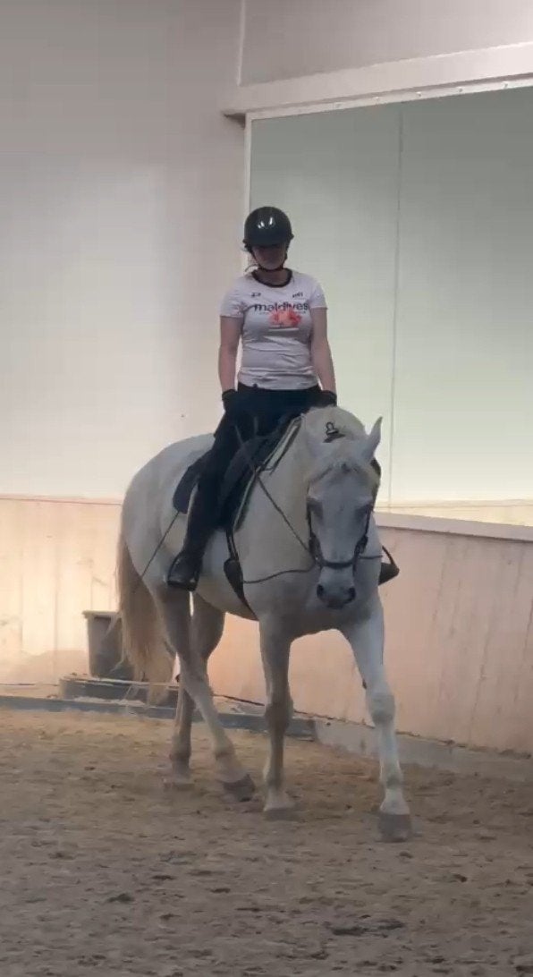 Verzorg/bijrijd paard gezocht, Ophalen of Verzenden