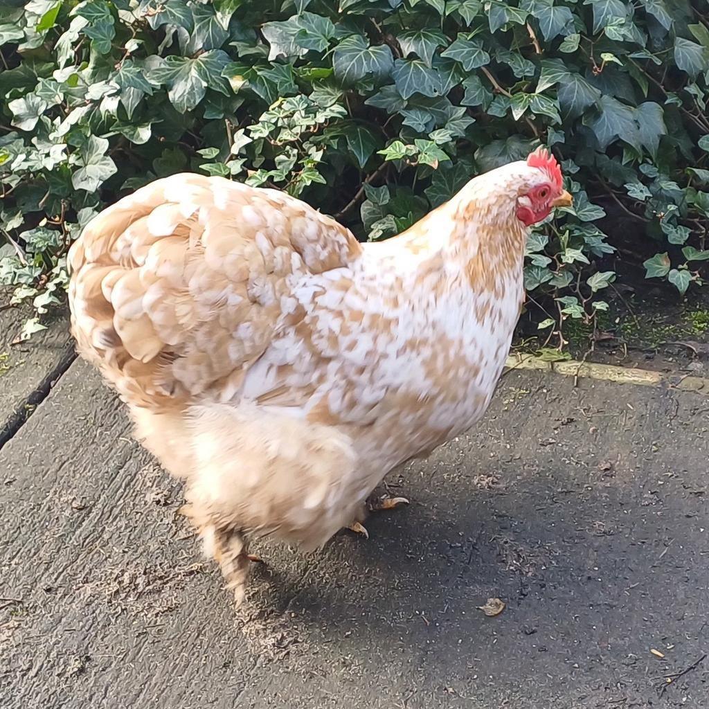 Schattige chochin krielkipjes, Dieren en Toebehoren, Pluimvee, Vrouwelijk, Kip