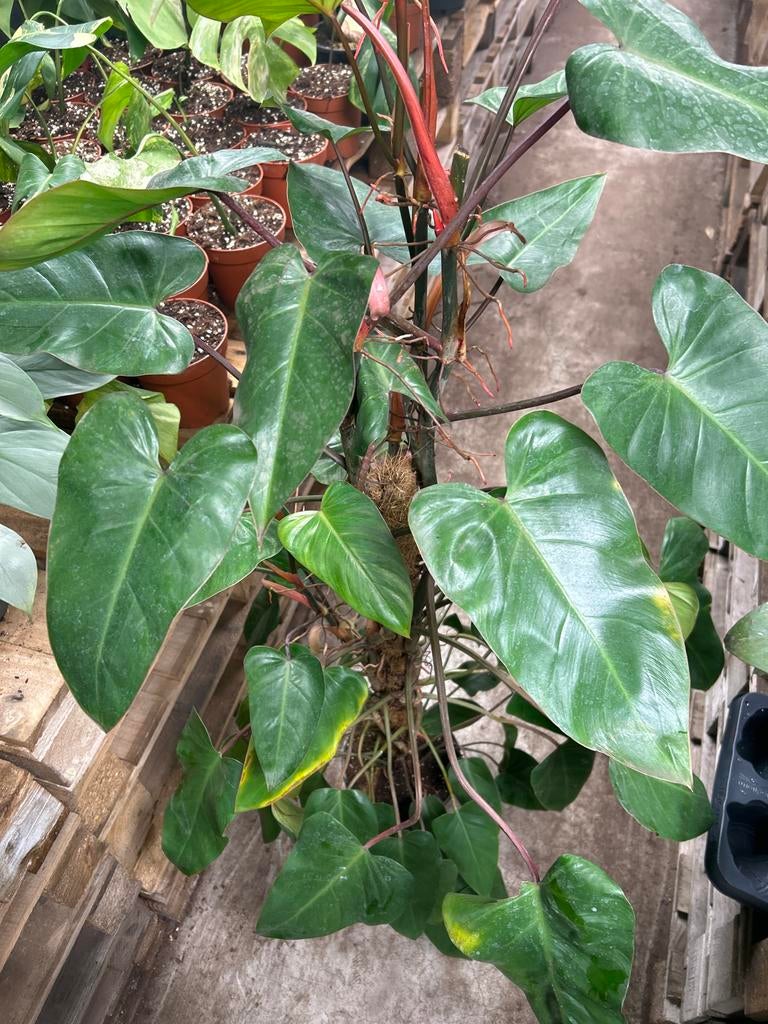 Philodendron Red Emerald - 120cm hoog, Huis en Inrichting, Kamerplanten, Ophalen, 100 tot 150 cm, Overige soorten, Halfschaduw