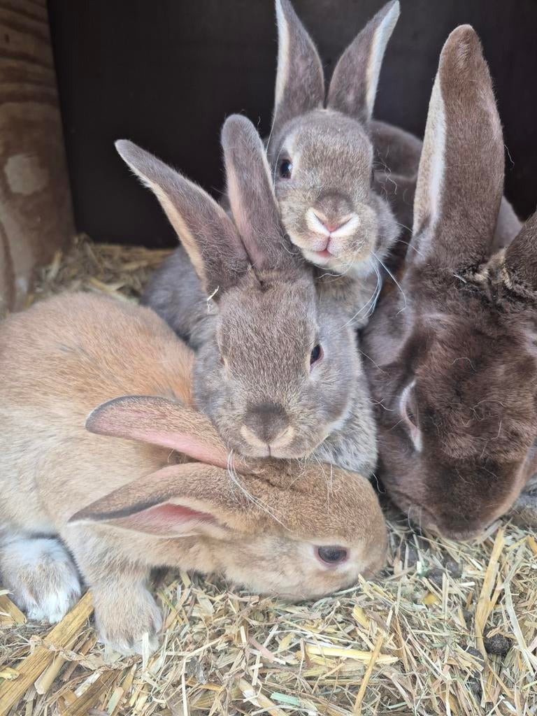 Standaard rex konijnen konijntjes, Dieren en Toebehoren, Konijnen, Meerdere dieren