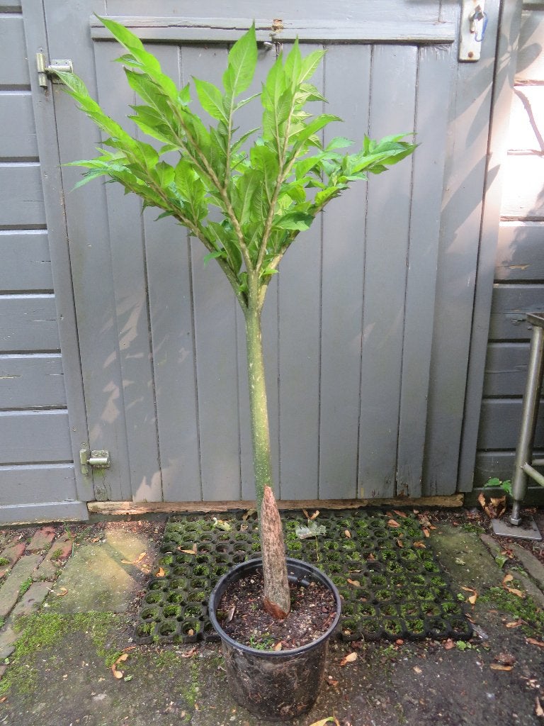 Amorphallus konjac, Volle zon, Vaste plant, Lente, Ophalen
