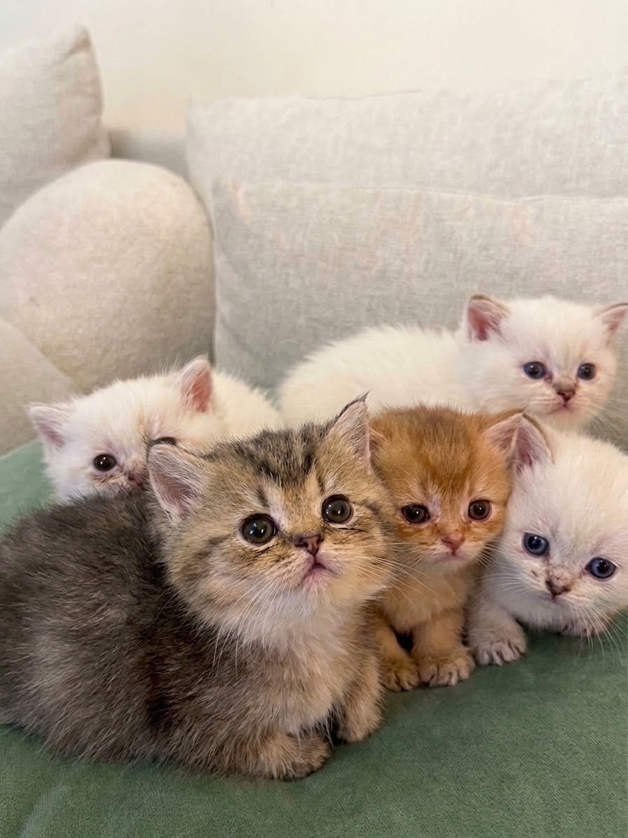 Britse korthaar kittens, Poes, Ontwormd