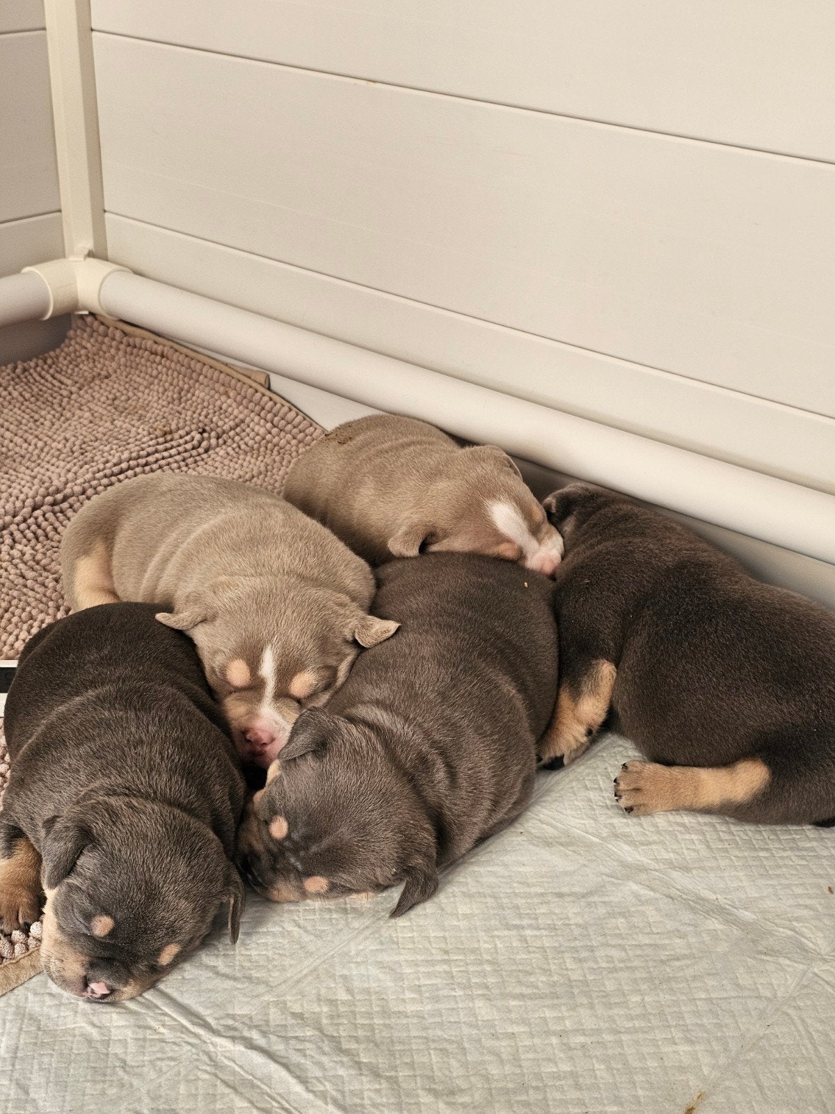 american pocket bully, Dieren en Toebehoren, 8 tot 15 weken, Meerdere, CDV (hondenziekte), Nederland