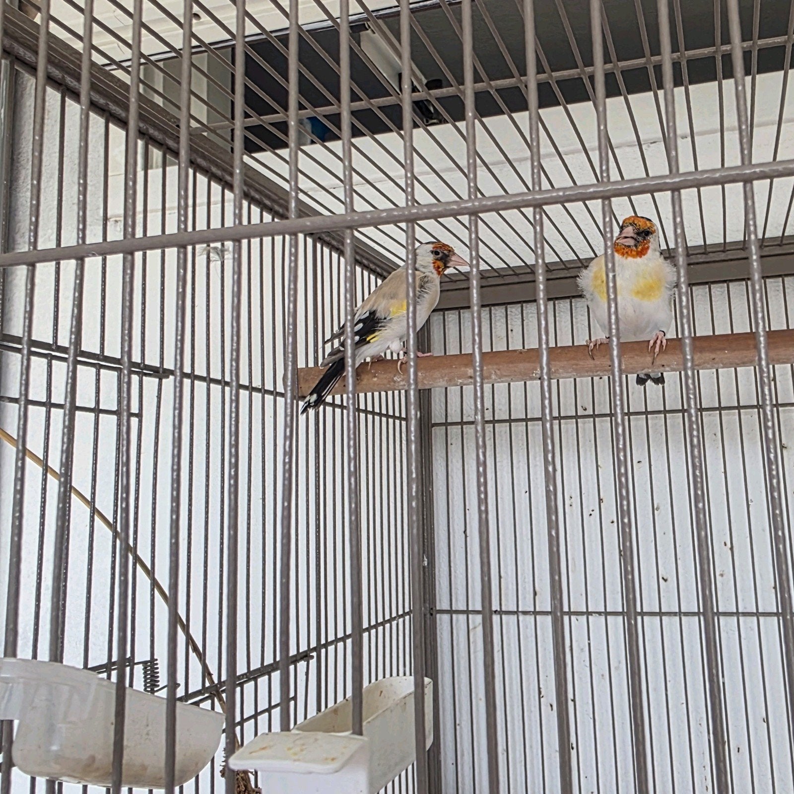 majoor putters koppel geringd 2025, Meerdere dieren, Wildzangvogel, Geringd
