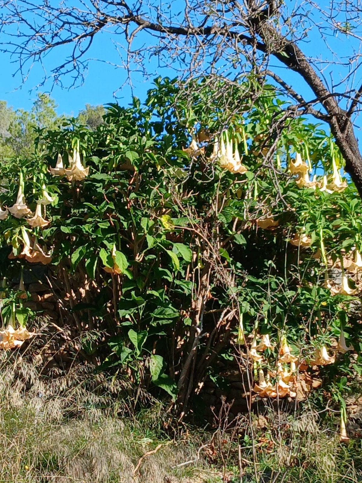 Brugmansia stekken - Pastel Oranje - Heerlijk geurend, Volle zon, Vaste plant, Herfst, Ophalen