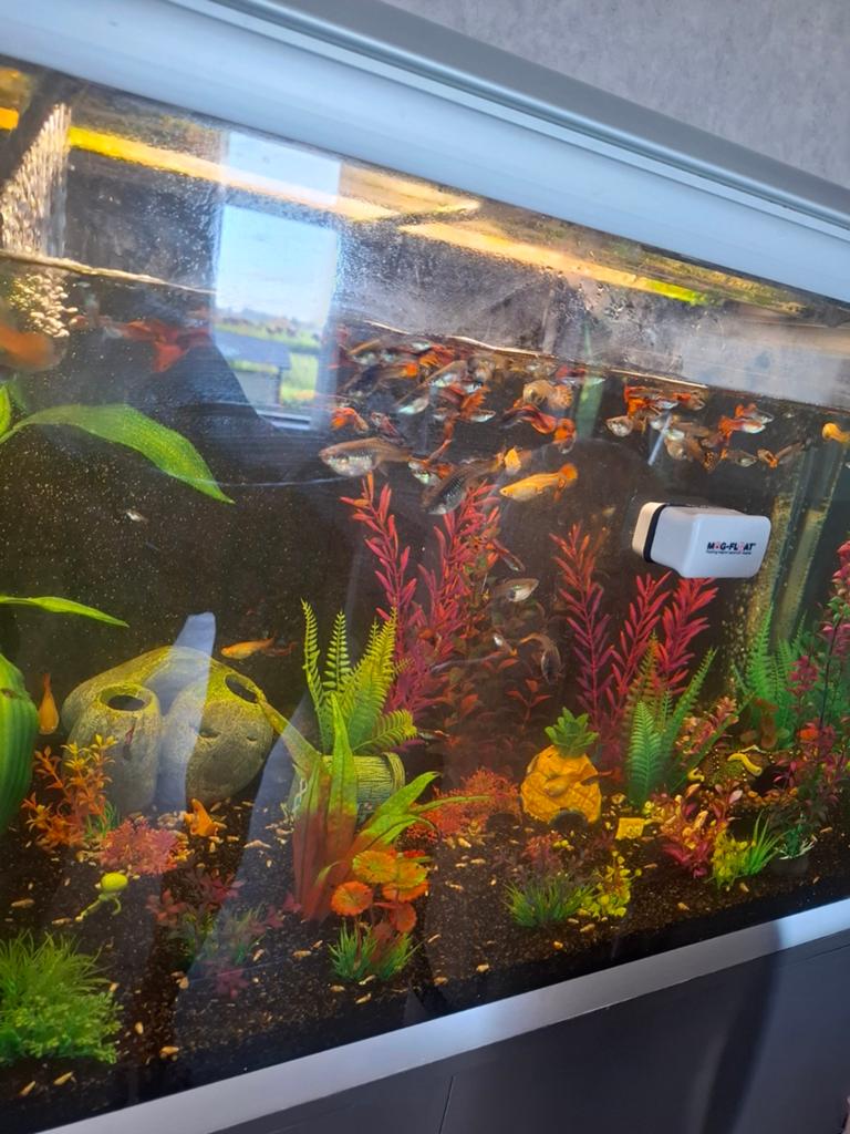 Guppie mix, Vis