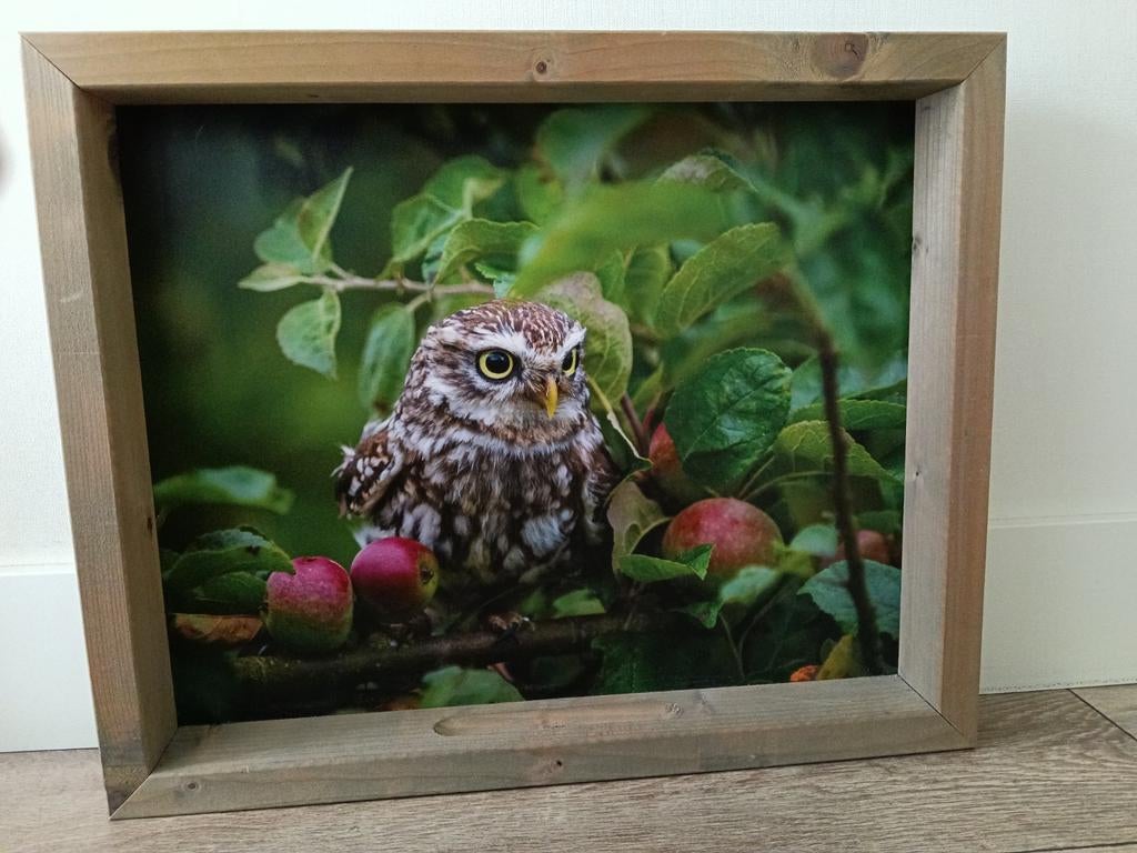 Vogelvoederlijstje Feedy vogelhuisje uil nieuw, Ophalen of Verzenden, Nieuw