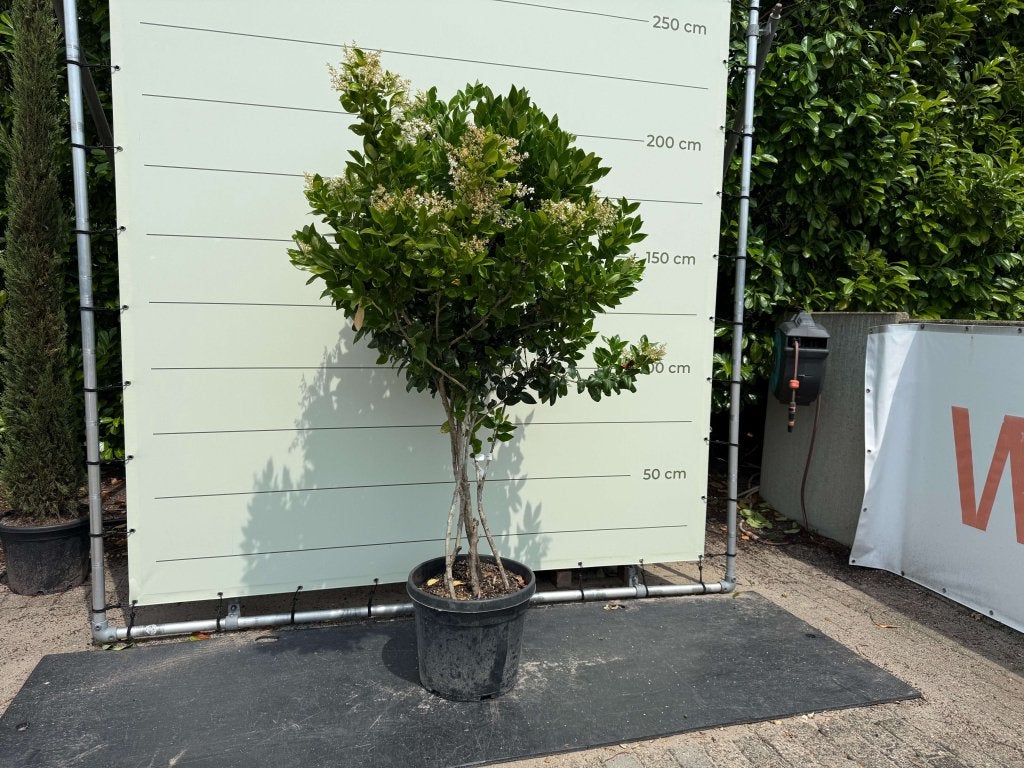 Liguster Texanum 220cm | Meerstammig | Groenblijvend, In pot, Halfschaduw, 100 tot 250 cm, Zomer