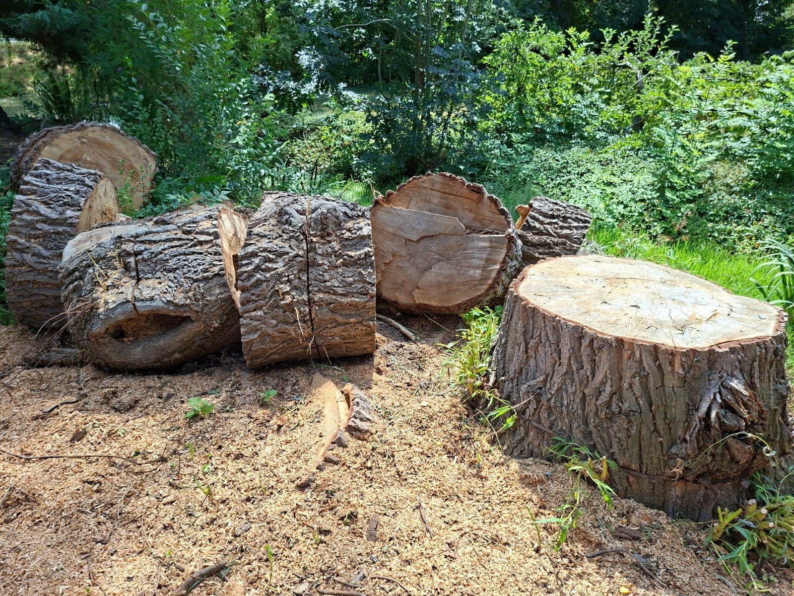 Grote boomstam schijven. Decoratief/Haardhout. Wilg., Minder dan 3 m³, Ophalen, Overige houtsoorten, Stammen