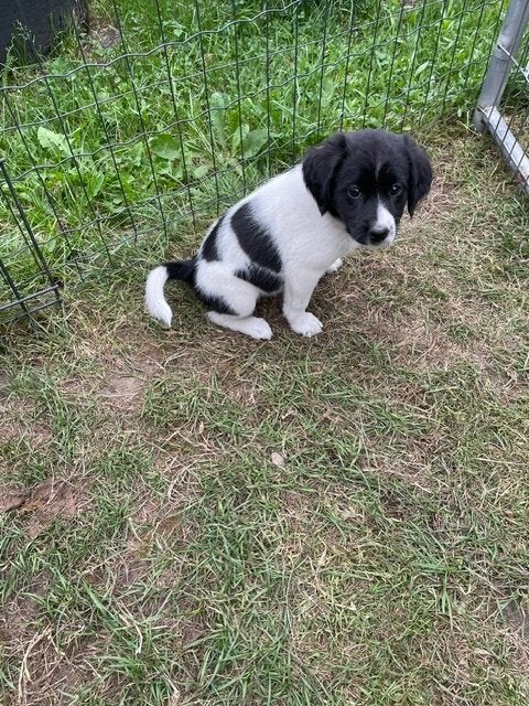friese stabij pups, 8 tot 15 weken, Parvo, Meerdere dieren, Eén hond