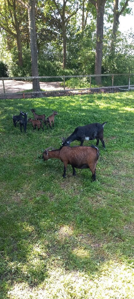 Te koop mooie gezonde dwerggeiten, Dieren en Toebehoren, Schapen, Geiten en Varkens, Meerdere dieren, Geit, 0 tot 2 jaar