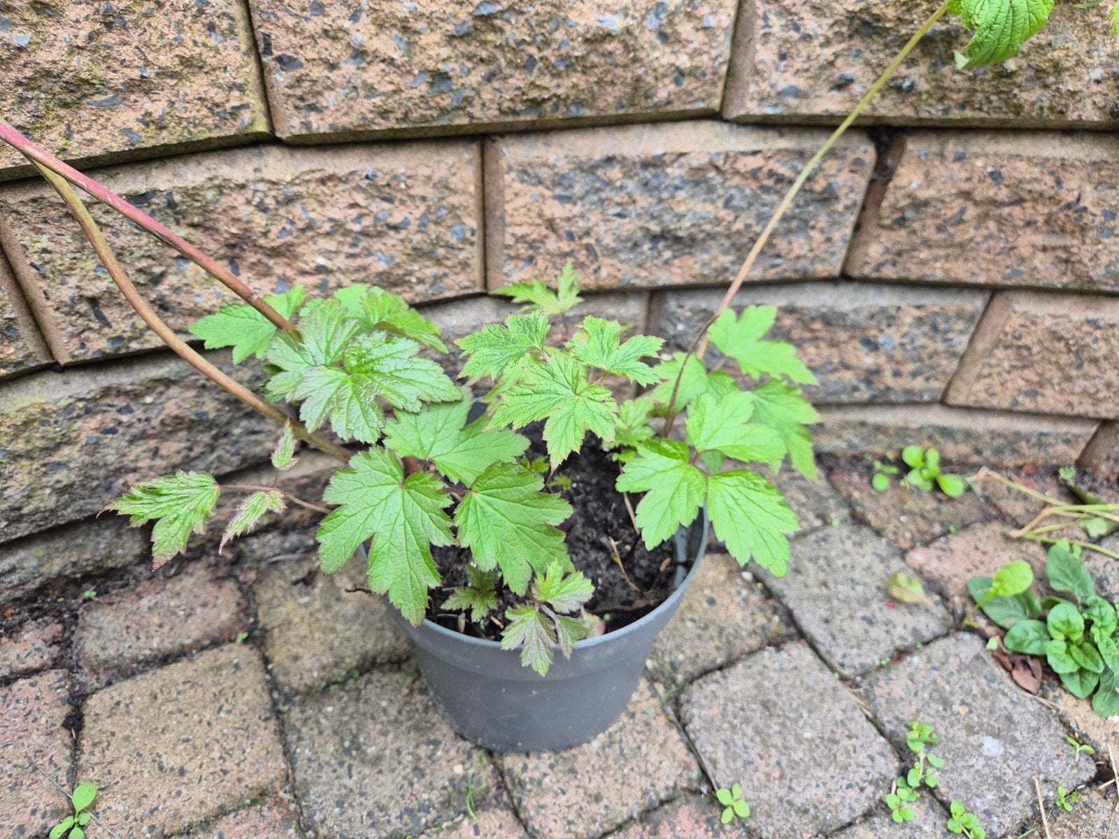 Herfstanemoon - Klaar om te planten, Ophalen, Herfst, Vaste plant, Halfschaduw