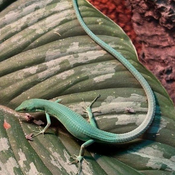Takydromus smaragdinus, groene langstaart hagedis, Dieren en Toebehoren, Hagedis, Tam, 0 tot 2 jaar