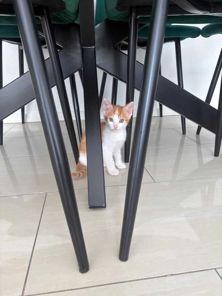 Kitten, Huis en Inrichting, Tafelonderdelen, Ophalen of Verzenden, Zo goed als nieuw, Rechthoekig, 50 tot 100 cm