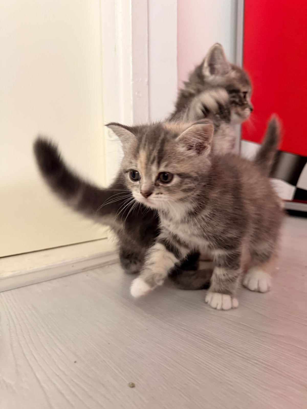 Kitten