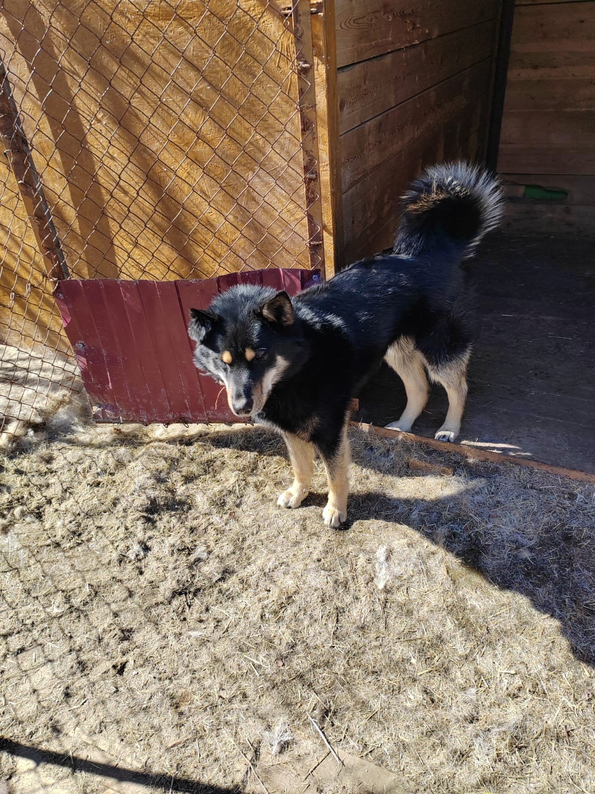 Adoptie honden asielhond herplaatser, Handelaar, 1 tot 2 jaar, Buitenland, Poolhond