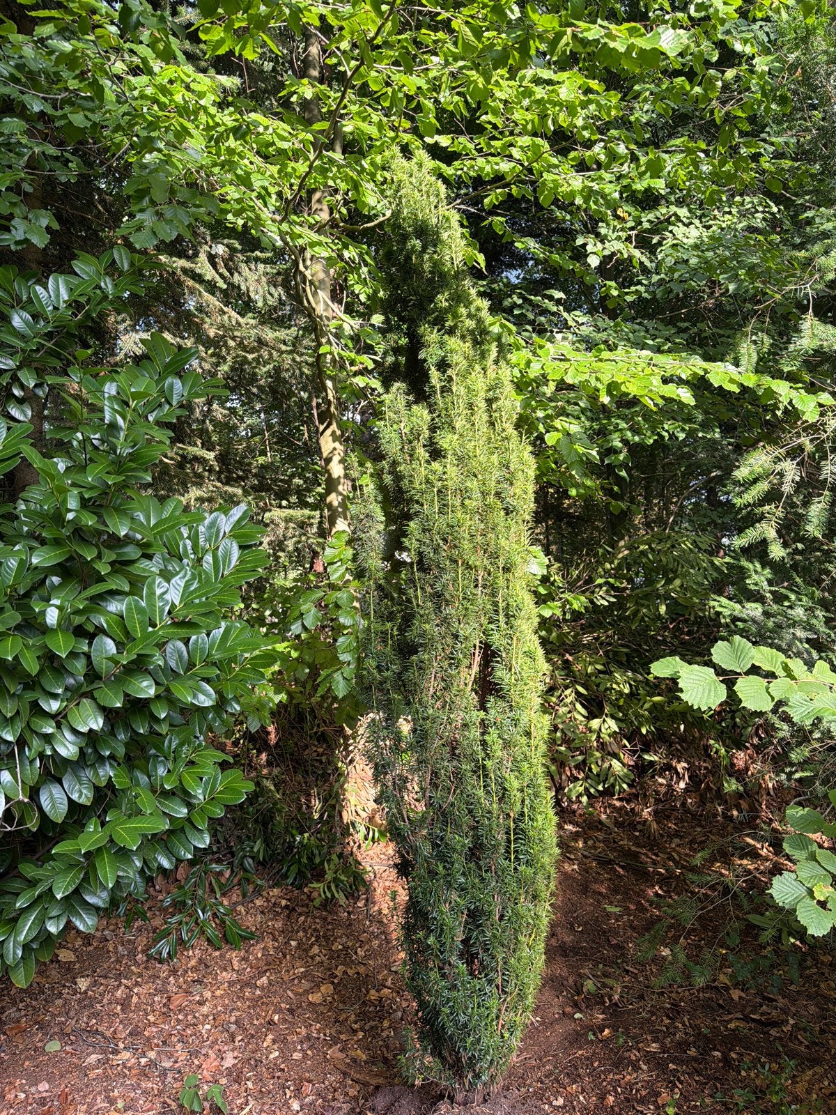 Taxus Baccata - Zuilvormige Venijnboom, Tuin en Terras, Vaste plant, Bloeit niet, Halfschaduw, Ophalen