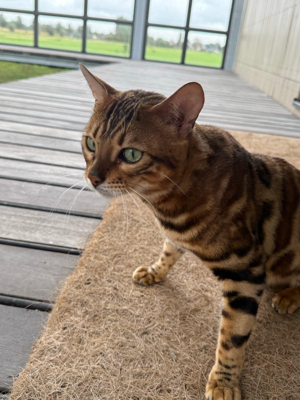 Bengaalse dekkater beschikbaar – Heemskerk, Kater, Kortharig, 0 tot 2 jaar