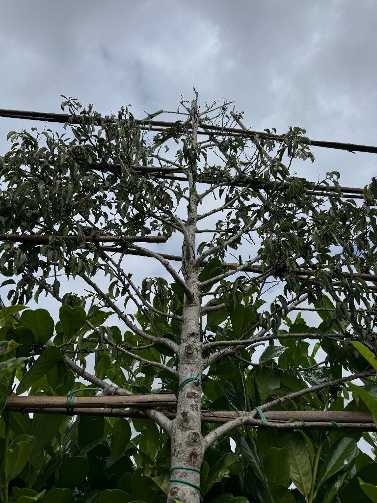 Leiboom (Angustifolia/Smalbladige Portugese laurierkers), Tuin en Terras, Planten | Bomen, Ophalen, Leiboom, Halfschaduw, 100 tot 250 cm