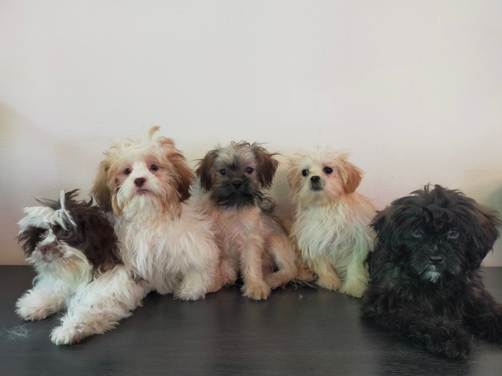 Leuke Boomer pups ShihTzu x Maltezer, Parvo, Nederland, Overige rassen, 8 tot 15 weken
