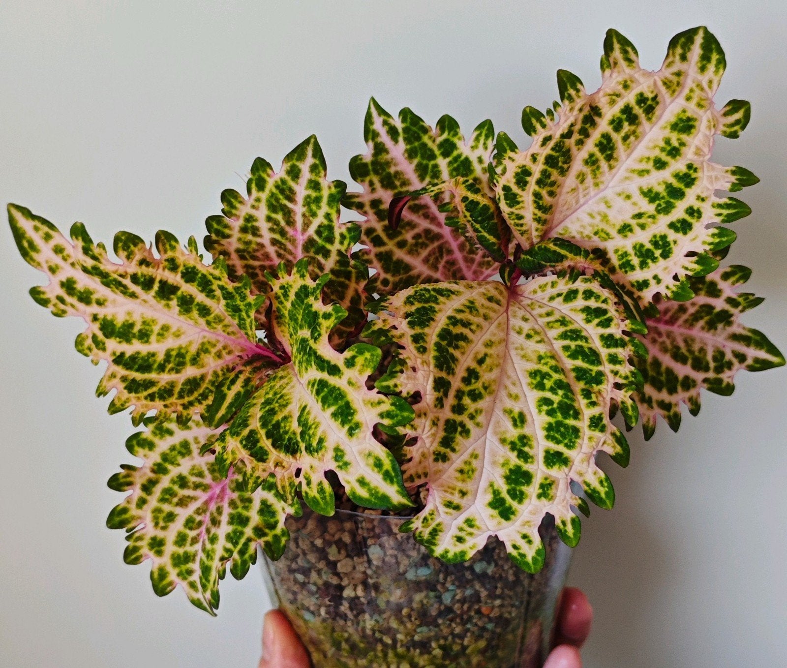 Zeldzame Coleus Siernetel Soort, Eenjarig, Halfschaduw, Zomer, Ophalen