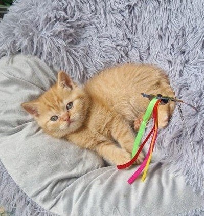 Prachtige brits/ britse korthaar kittens met stamboom, Kater, Met stamboom, 0 tot 2 jaar