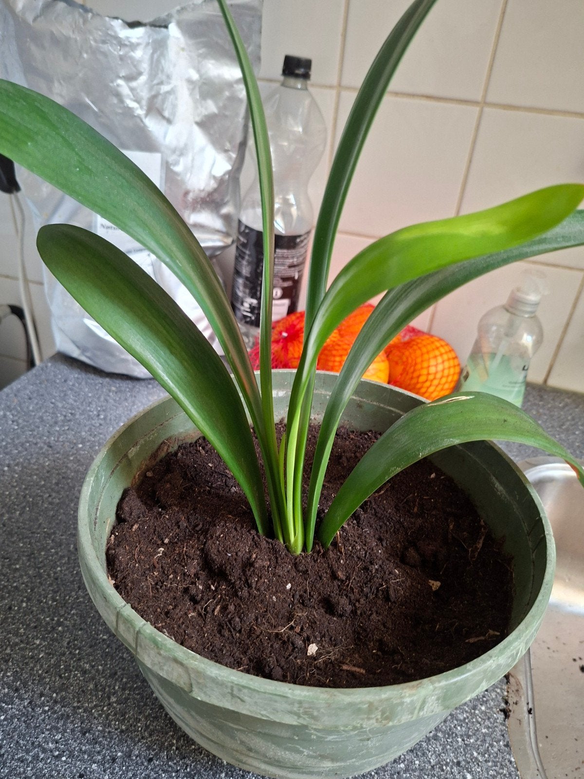 Clivia miniata - Oranje Kafferlelie in pot, Vaste plant, Halfschaduw, Lente, Ophalen