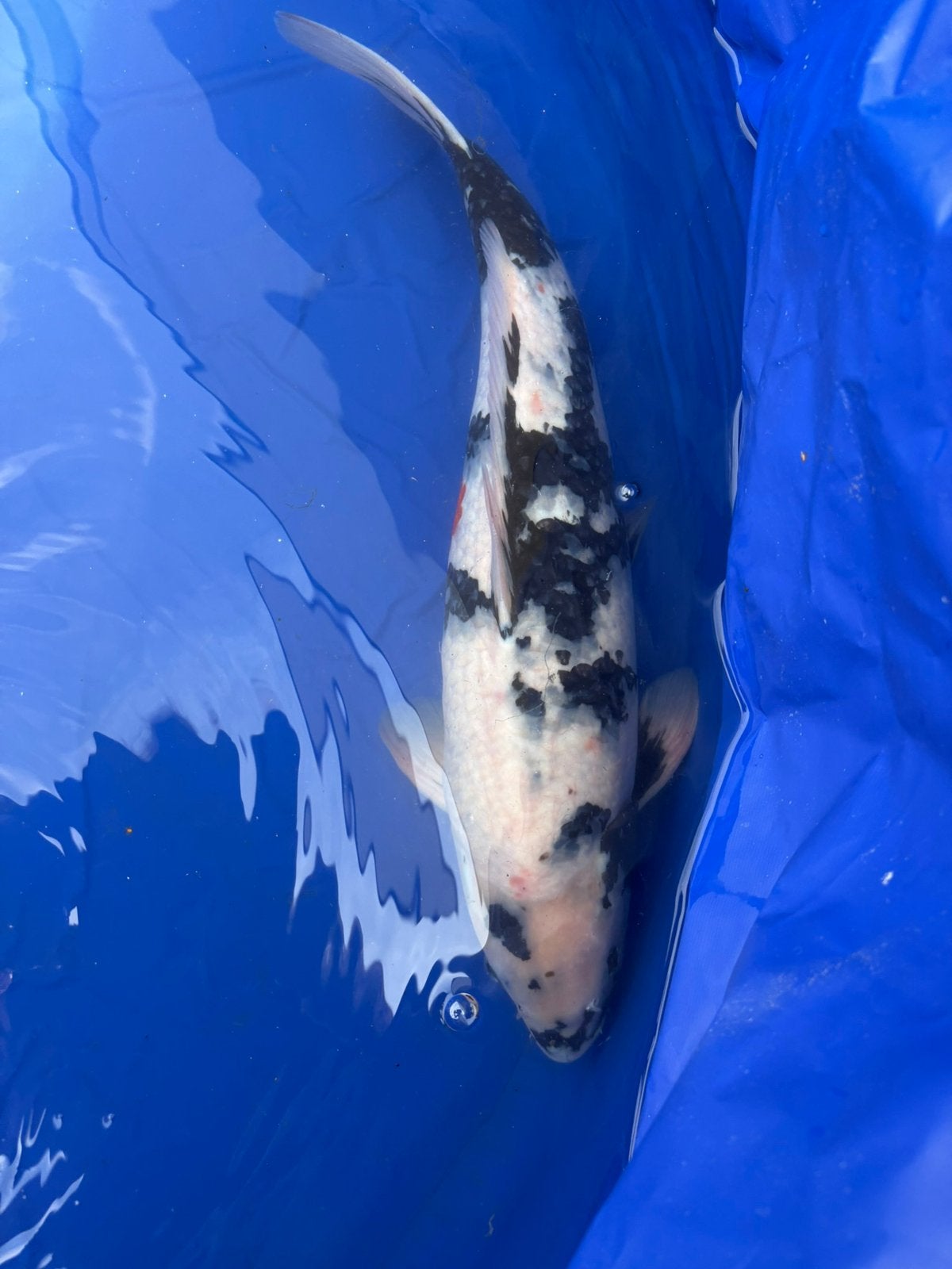 Sekiguchi Showa Yonsai, Karper of Koi