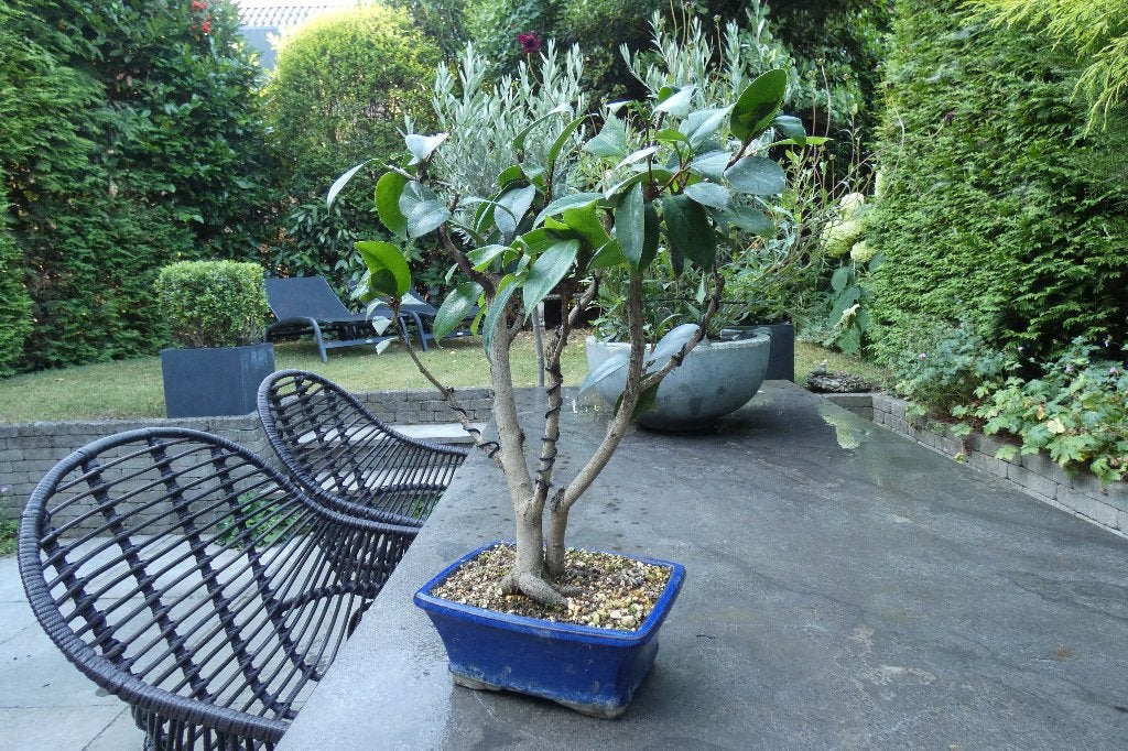 Camellia Japonica Bonsai met dubbele stam, In pot, Halfschaduw, Lente, Minder dan 100 cm