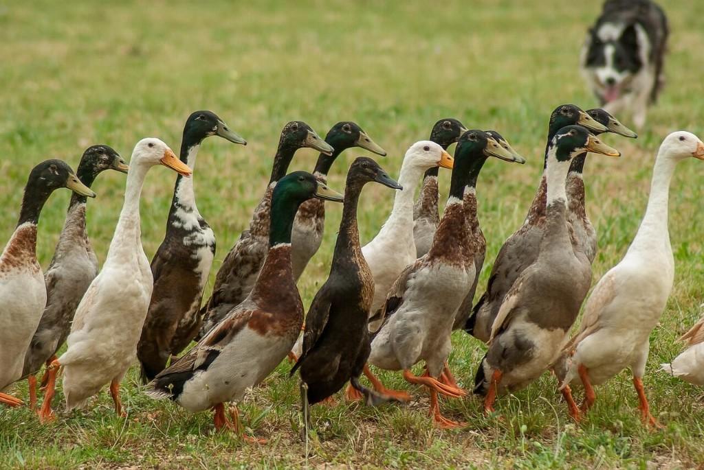 indische loopeenden, Dieren en Toebehoren, Vrouwelijk, Eend