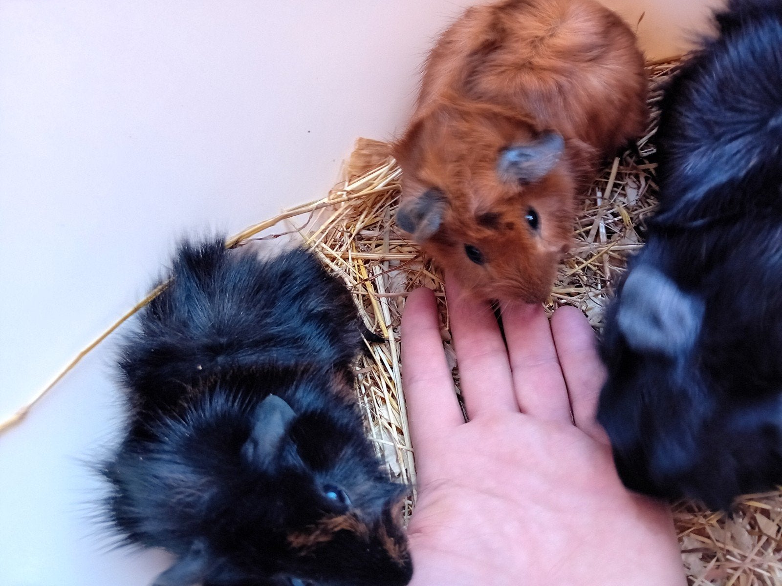 cavia beertjes, Dieren en Toebehoren, Knaagdieren, Cavia, Augustus, Mannelijk, Tam