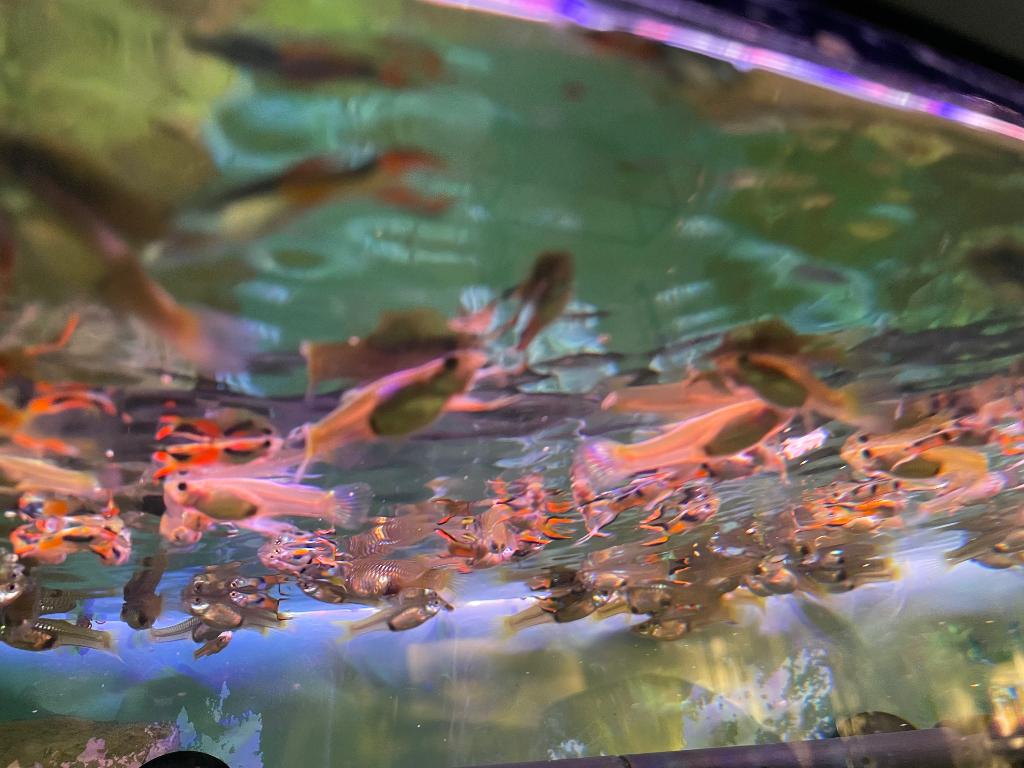 Guppy, Vis, Zoetwatervis