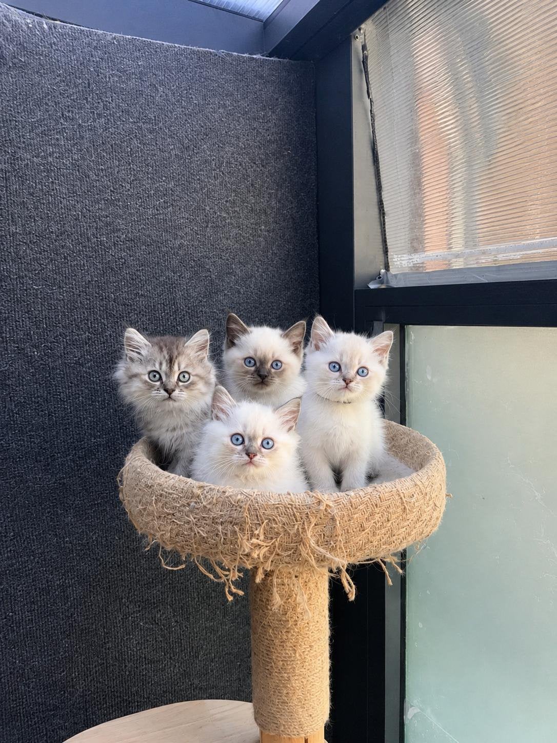 Britse Korthaar kitten, Meerdere dieren, Ontwormd, 0 tot 2 jaar