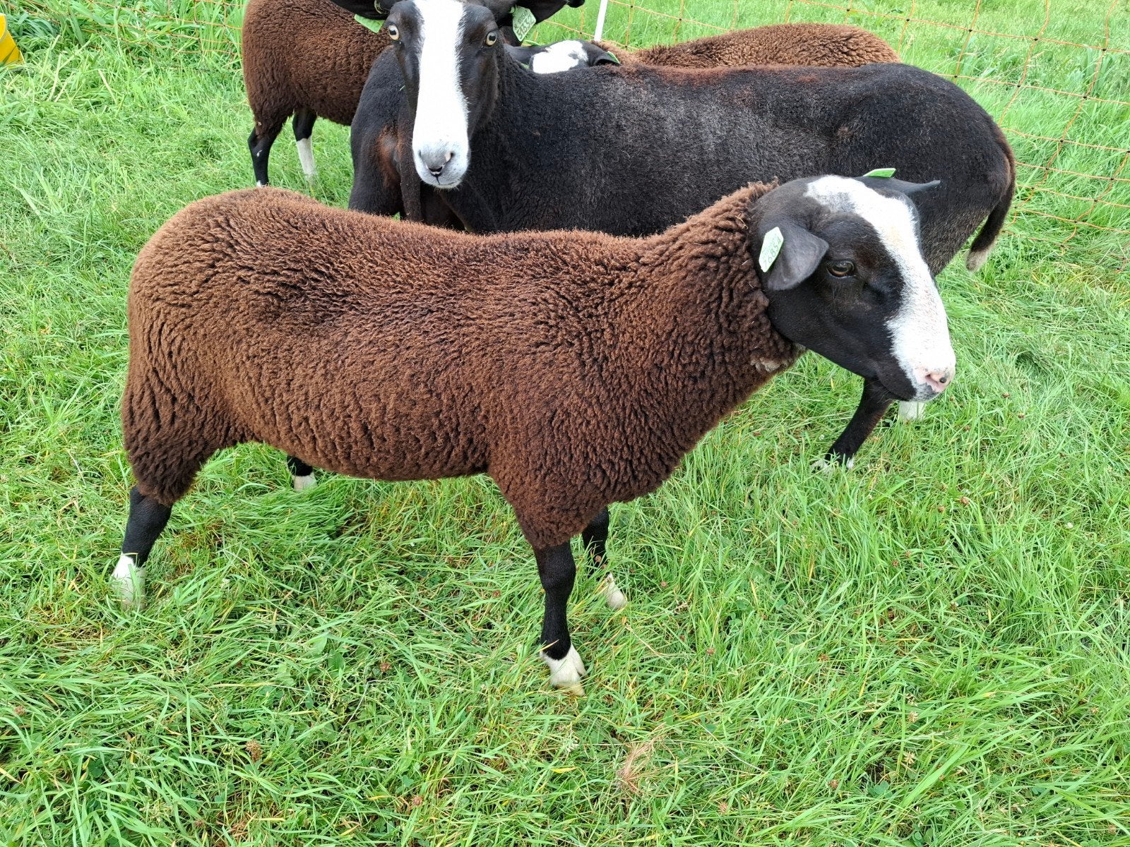 zwartbles lammeren, twee dekrammen en een ooi, Meerdere dieren, Schaap