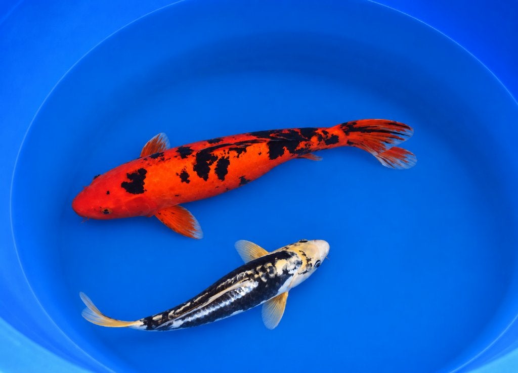 Hi-Utsuri 38-45 cm Sansai, Karper of Koi