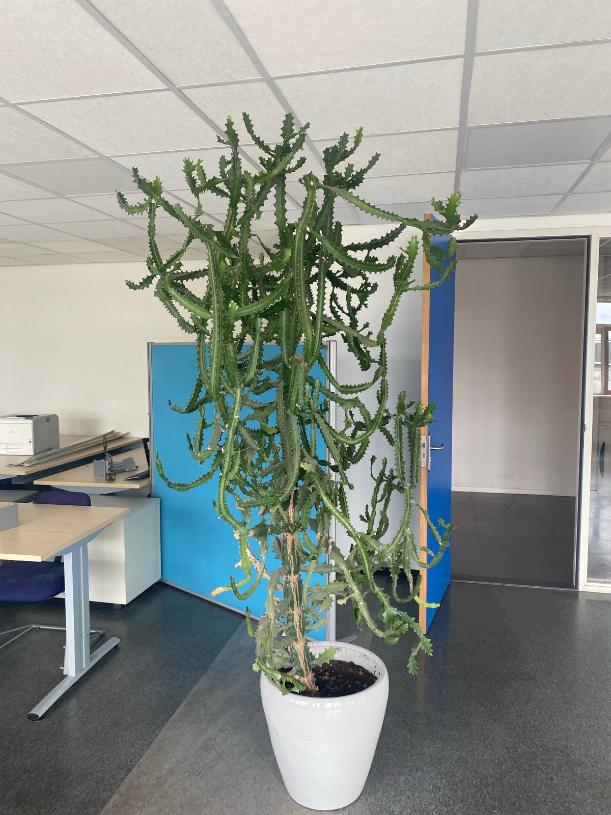 Grote Euphorbia 180 cm met pot, Ophalen, Vetplant, Halfschaduw, In pot