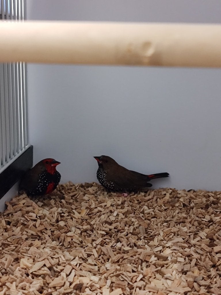 Geschilderde astrilde | Man | 2025 | Mooi op kleur, Dieren en Toebehoren, Vogels | Overige Vogels, Meerdere dieren, Tropenvogel