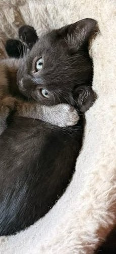 Lieve, speelse, rustige zwart katertje zoekt thuis!, Meerdere dieren