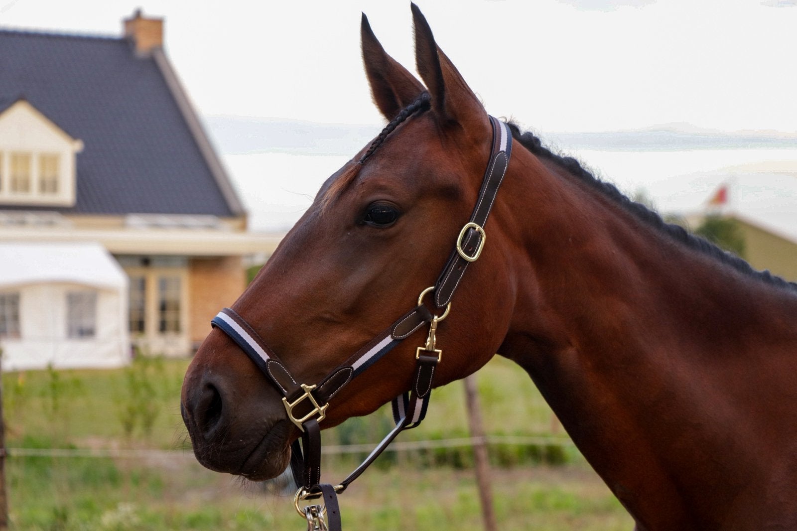 Knappe 4 jarige draver, Dieren en Toebehoren, Paarden, Merrie, Zadelmak, 165 tot 170 cm, 3 tot 6 jaar, Recreatiepaard, Met stamboom