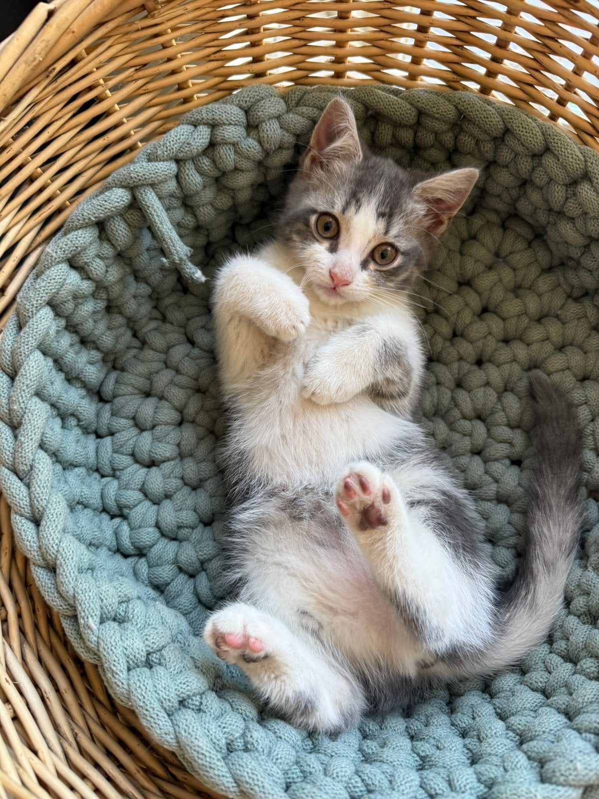 Nog 1 lief kitten, poesje kruising pers & eur. korthaar, Meerdere dieren, Ontwormd, 0 tot 2 jaar