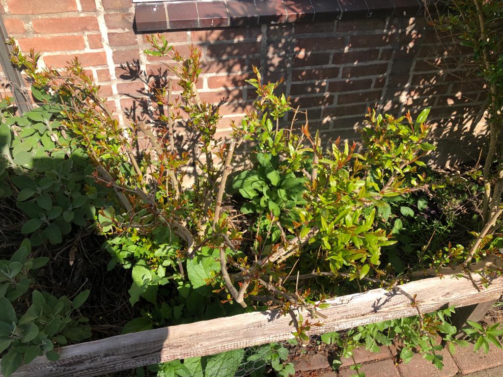 Granaatappelboom, Punica Granatum, Ophalen, Overige soorten, Halfschaduw