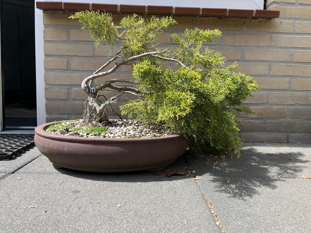 Juniperus Bonsai - Unieke Vorm, Volle zon, Vaste plant, Bloeit niet, Ophalen