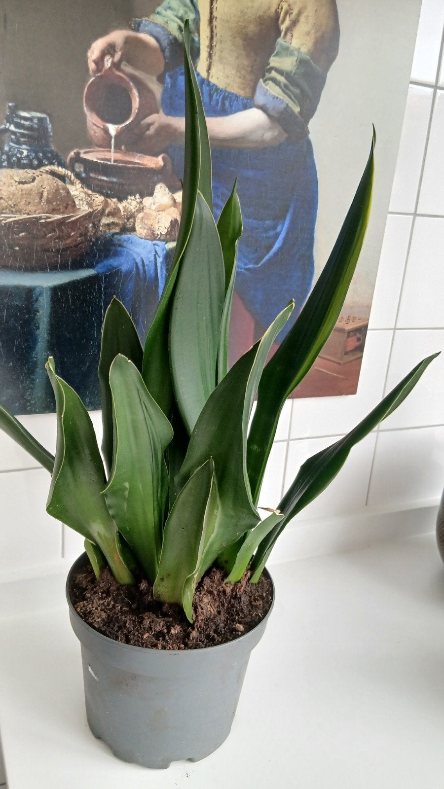 Planten van "vroeger" heel sterk!, Huis en Inrichting, Ophalen, Halfschaduw, Minder dan 100 cm