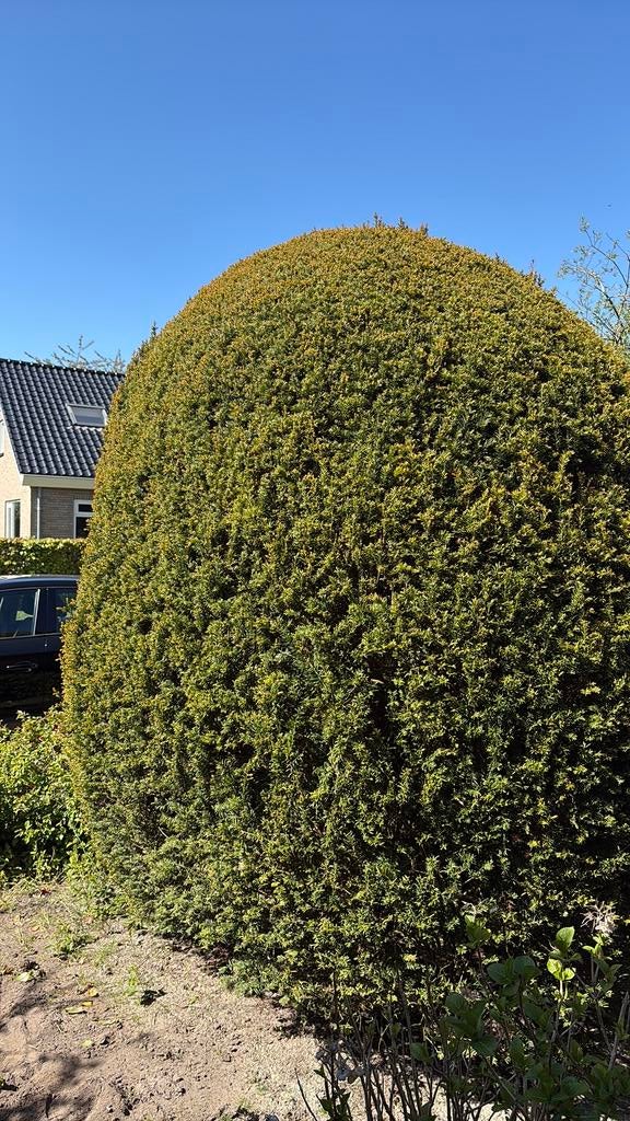 Diverse planten gratis ophalen, Tuin en Terras, Planten | Struiken en Hagen, Ophalen, Overige soorten, Minder dan 100 cm